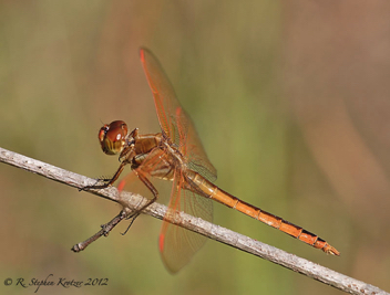 Libellula auripennis, male